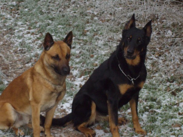 Les autres chiens de la famille